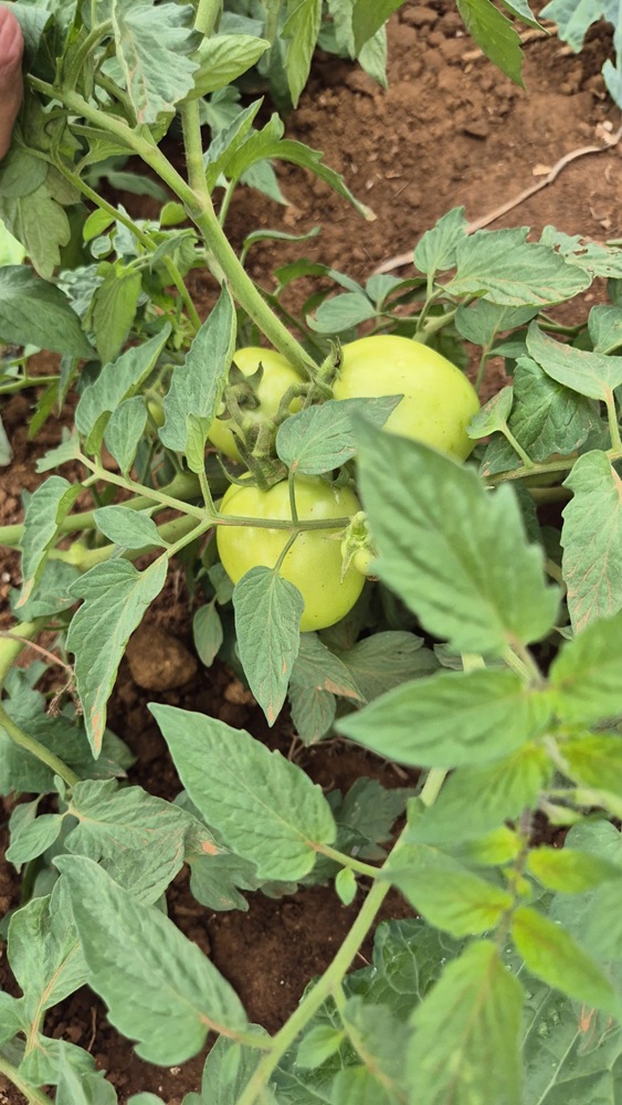 Agriculture