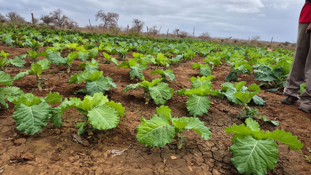 Agriculture