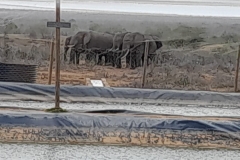 olifanten-bezoeken-de-watertrog